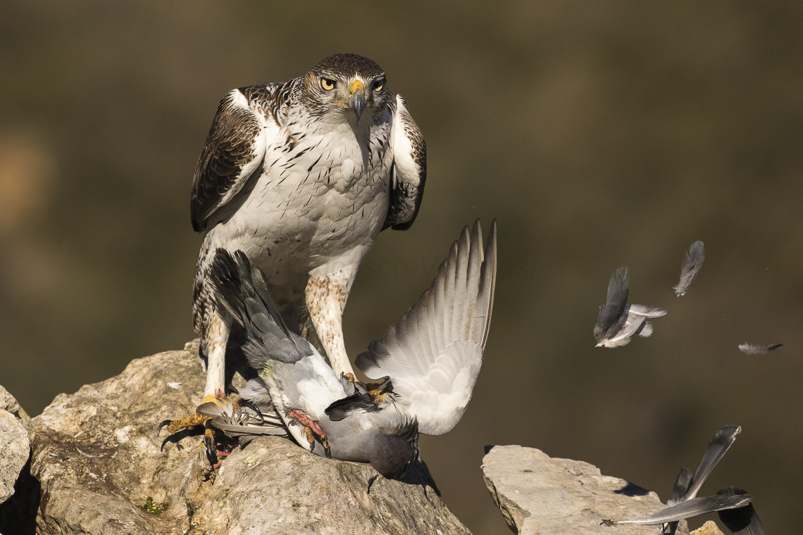 Hawk Eagle Catch Dove