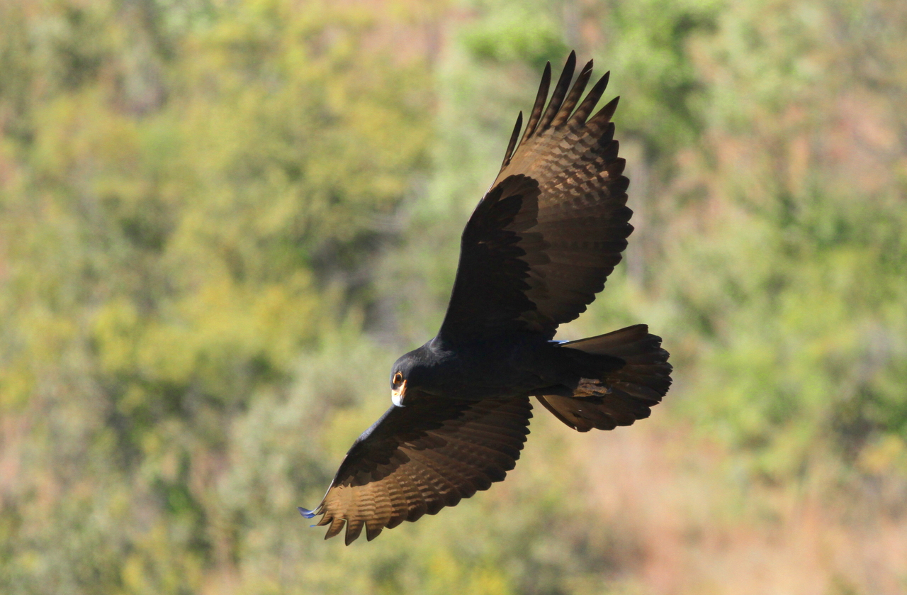 Kaffra Eagle