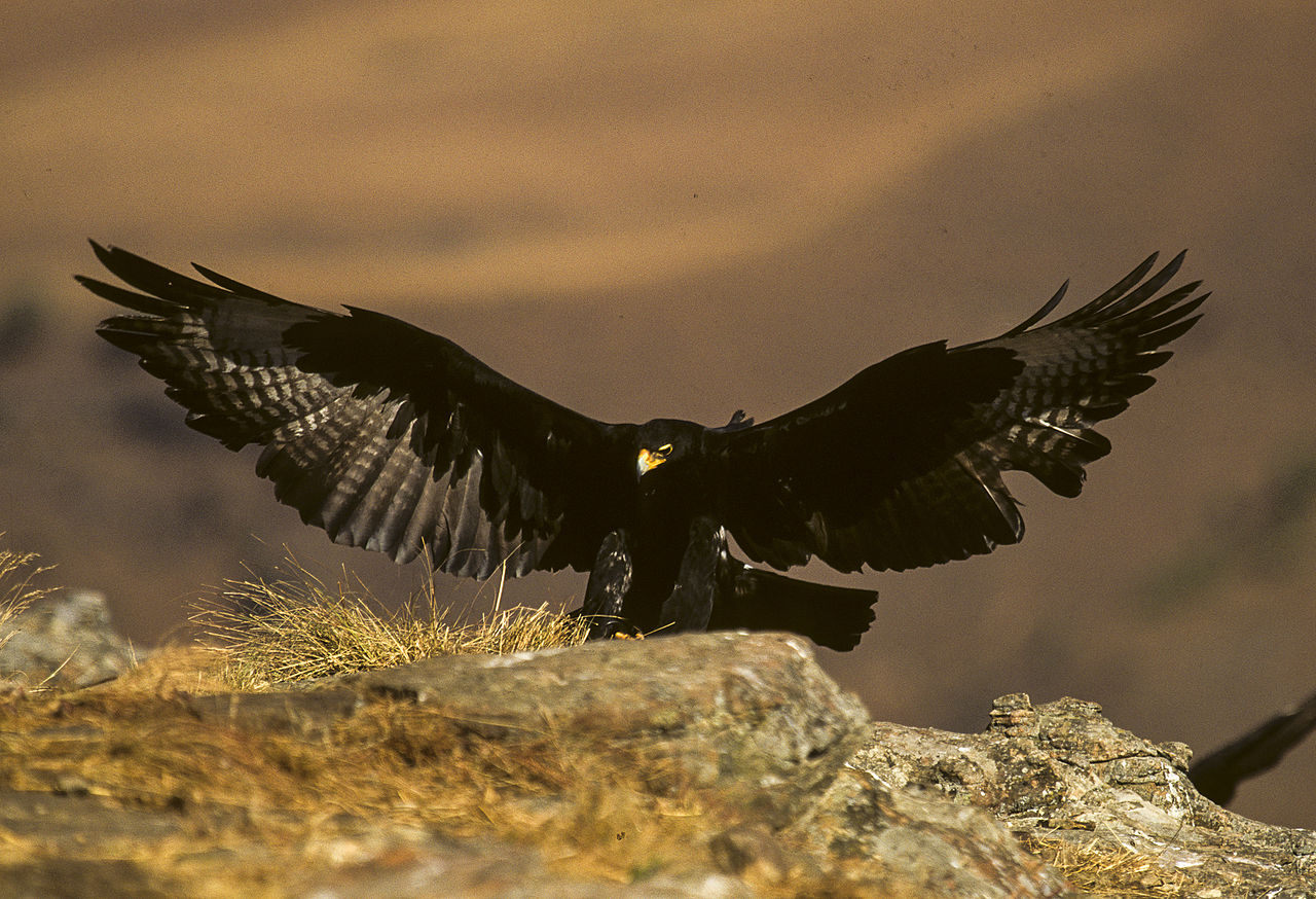 I-Kaffra Eagle