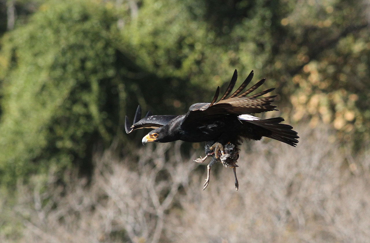 Kaffra eagle with prey
