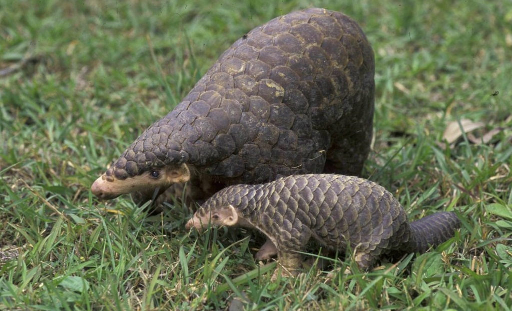 Pangolin: a mother with a cub
