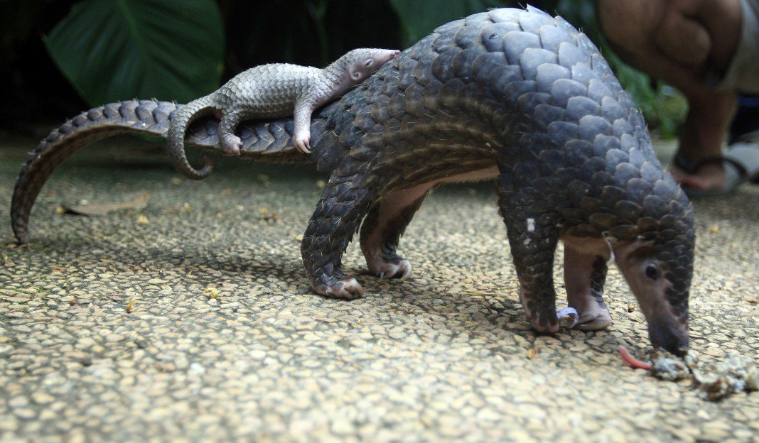 Javanese pangolin: mother with cub