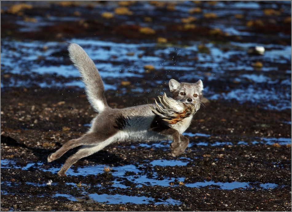 Arctic fox on the archipelago of Franz Josef Land