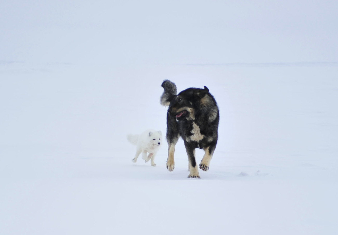 Arctic fox plays with a dog