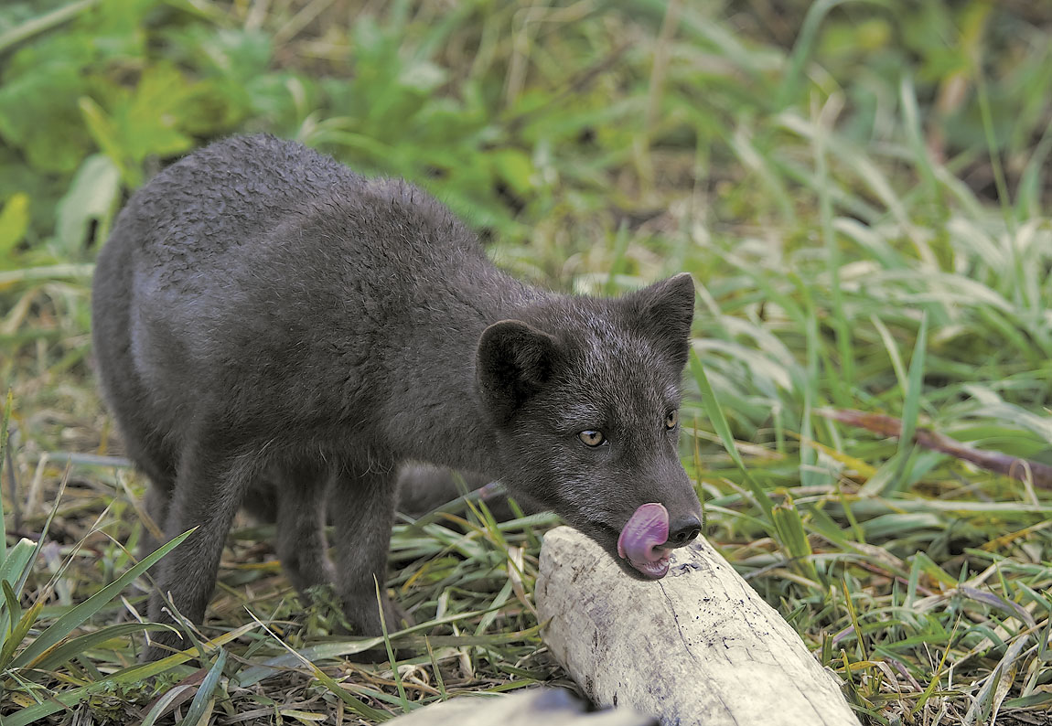 Arctic fox asks sausage from fishermen