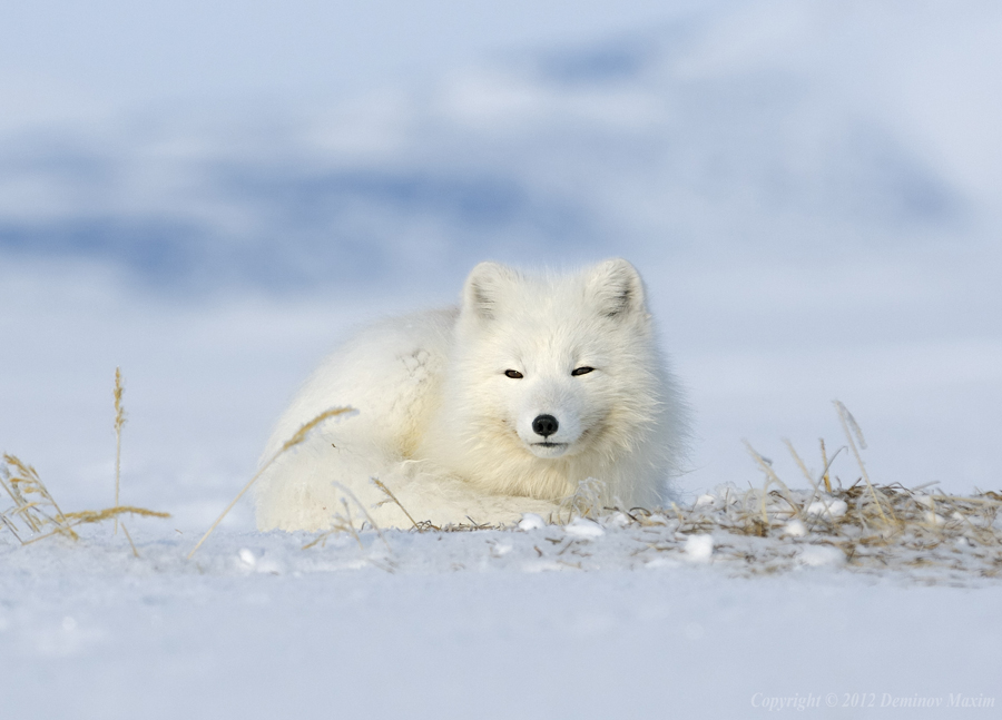 Arctic fox in spring
