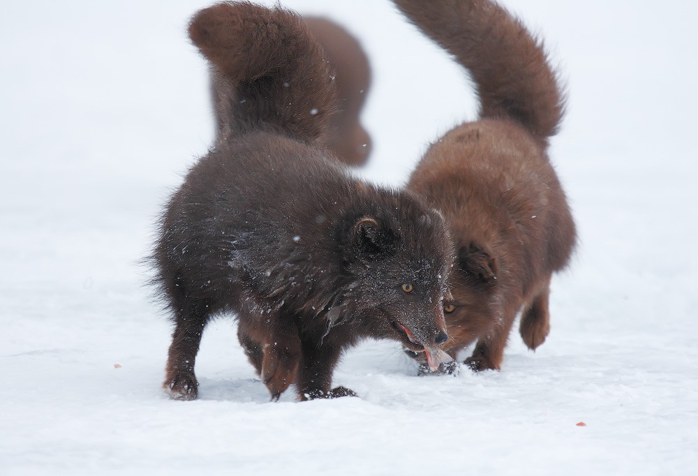 Arktiska rävar stjäl fisk från fiskare