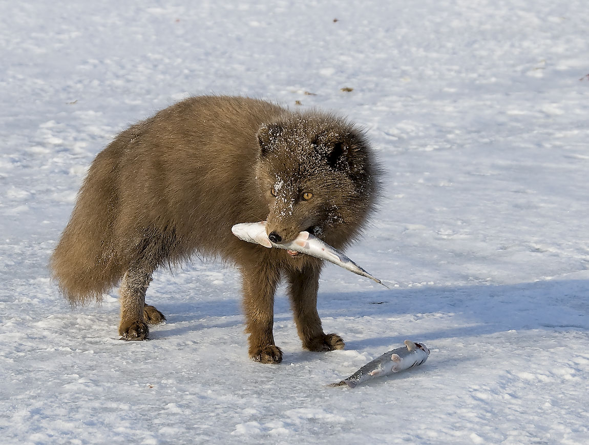 Arktická liška s rybami ukradenými rybáři