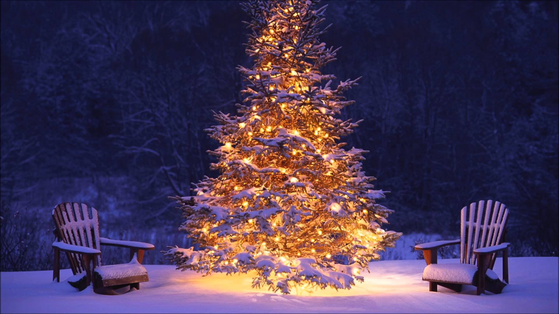 Photos of the Christmas tree