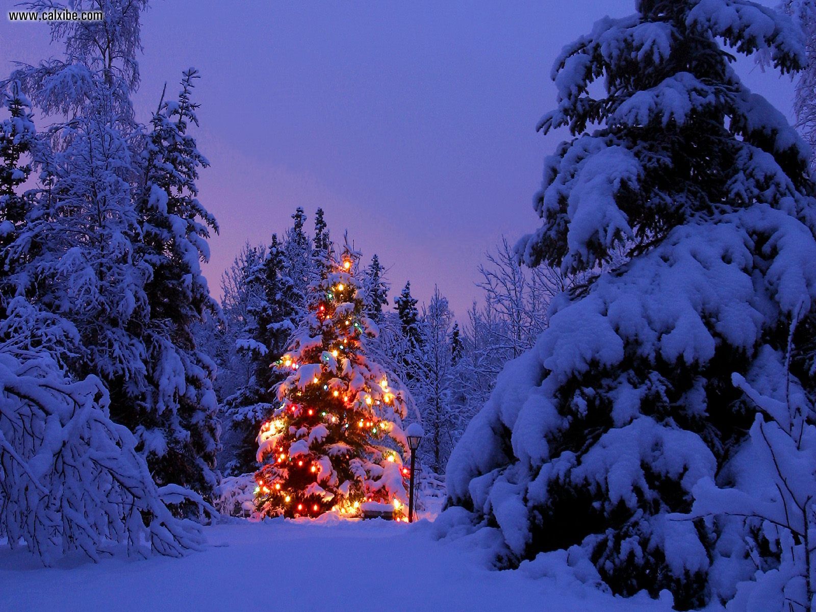 Φωτογραφίες του χριστουγεννιάτικου δέντρου