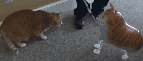 Gif pictures with funny animals