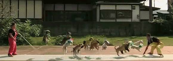 Gif pictures with funny animals