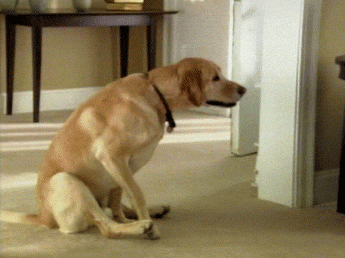 Gif pictures with dogs