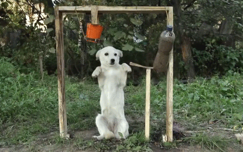 GIF picture: a dog takes a shower
