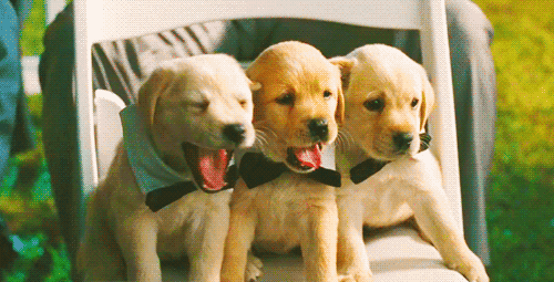 GIF pictures with dogs: puppies