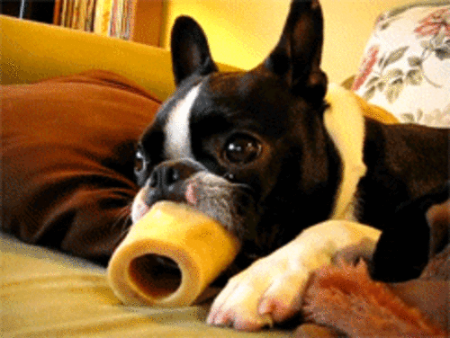 GIF şəkil: sevimli fransız bulldog