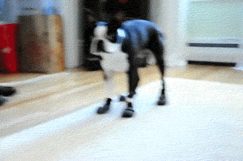 GIF obrázky se psem: cool francouzský buldok