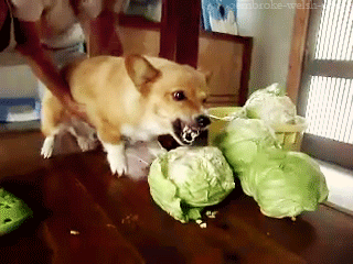 Εικόνες GIF: σκύλος εναντίον λάχανου