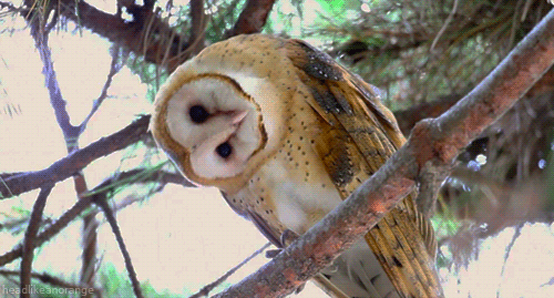 The bird drives off the owl, near its nest