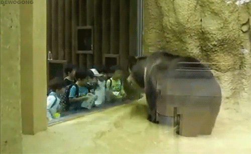 GIF picture: bear at the zoo