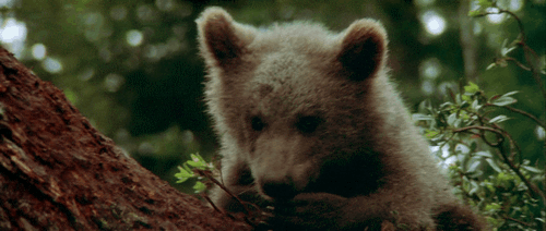 Gif picture: bear