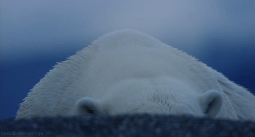 Obraz GIF: niedźwiedź polarny