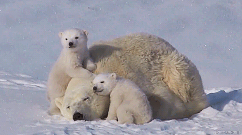 Εικόνα GIF: λευκή αρκούδα με μικρά παιδιά