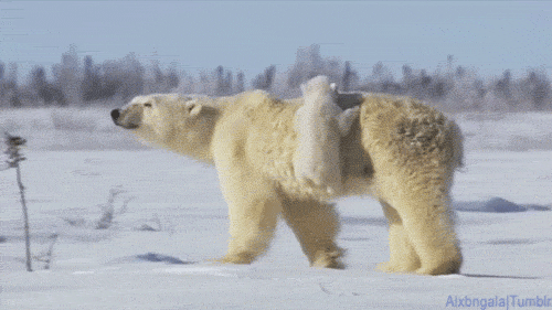 GIF slika: bijeli medvjed sa medvjedom