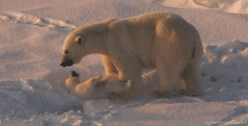 GIF bild: vit björn med en björn