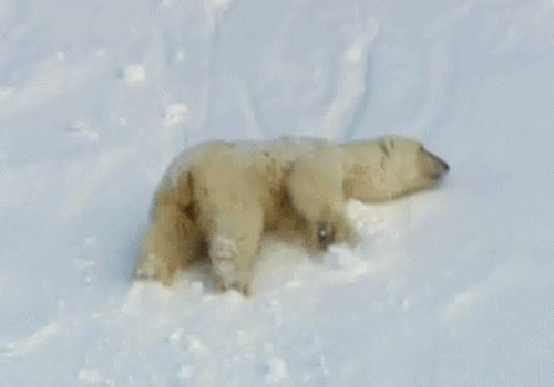 GIF slika: polarni medvjed