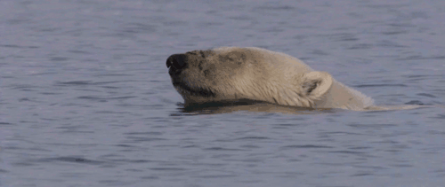 GIF foto: ijsbeer swem