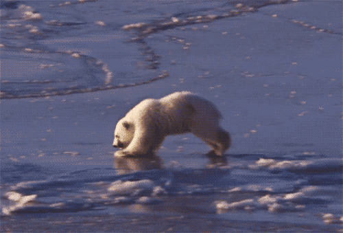 GIF slika: bijeli medvjed