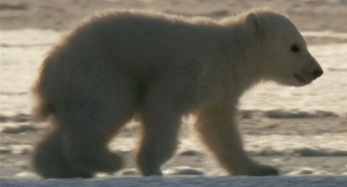 GIF-kuva: valkoinen karhu