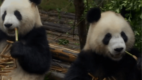 Gif paveikslėlis: panda valgyti bambuko