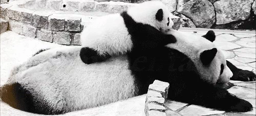 Gambar gif: panda dengan bayi