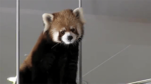GIF-kuva: punainen panda heiluttaa korviaan