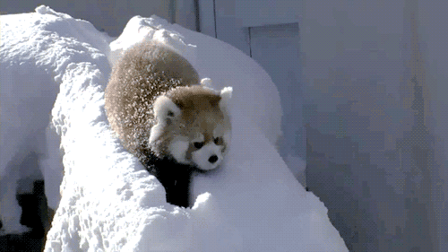 GIF paveikslėlis: raudona panda, vaikščiojanti sniege