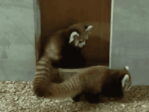 ГИФ слика: црвени панди вметнати во зоолошката градина