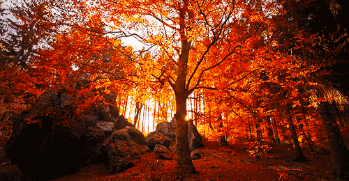 Jesen: sončni vzhod v gozdu