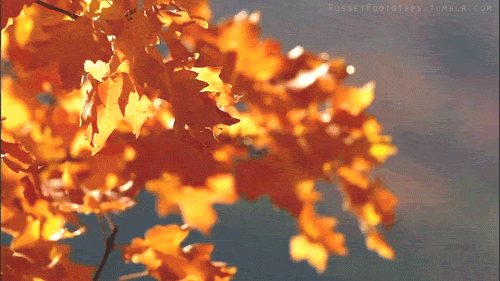 Jesen: rumeni obrazi