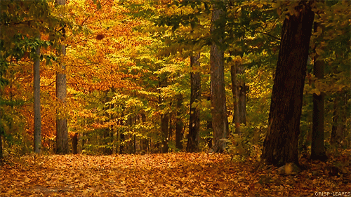 GIF картинка: красива осінь