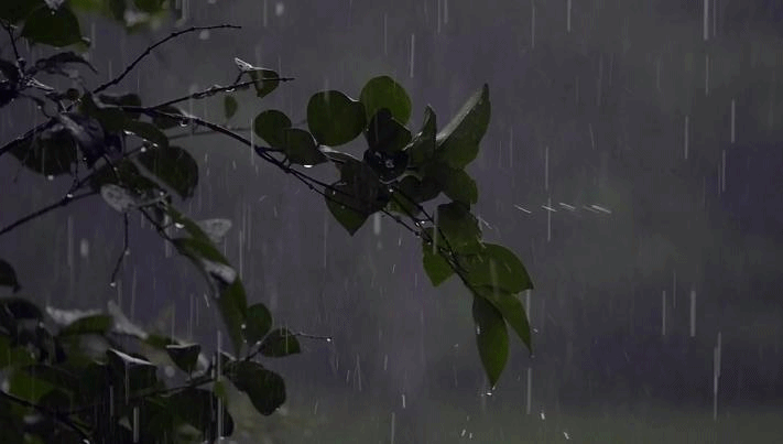 Анимация: летен дъжд