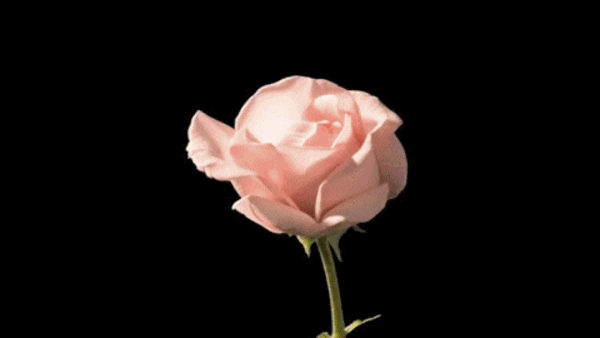 GIF picture: rose blooms