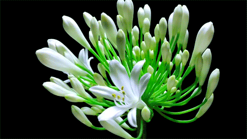 GIF картина: цветя