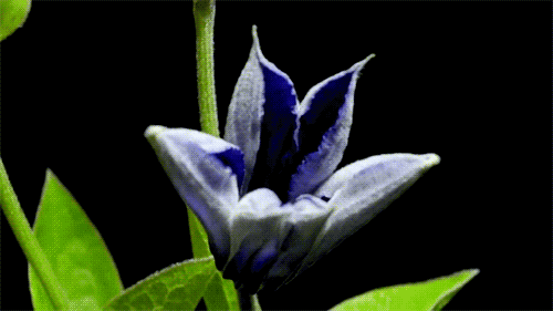 GIF resmi: çiçekler