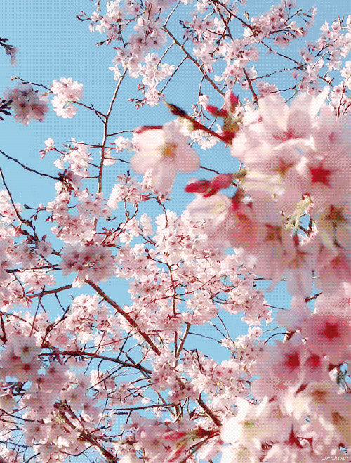 GIF paveikslėlis: Sakura