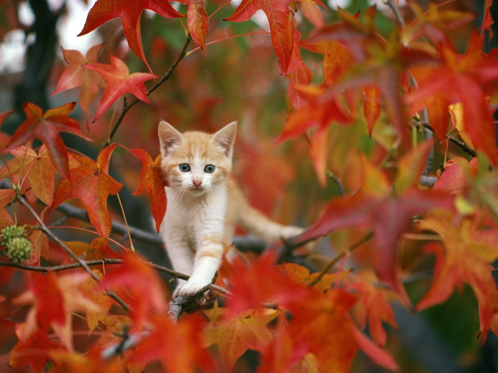 Beautiful autumn: the kitten in the leaves