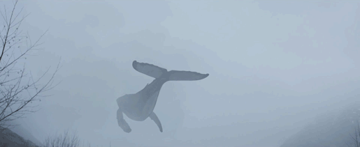 Obraz GIF: wieloryb na niebie