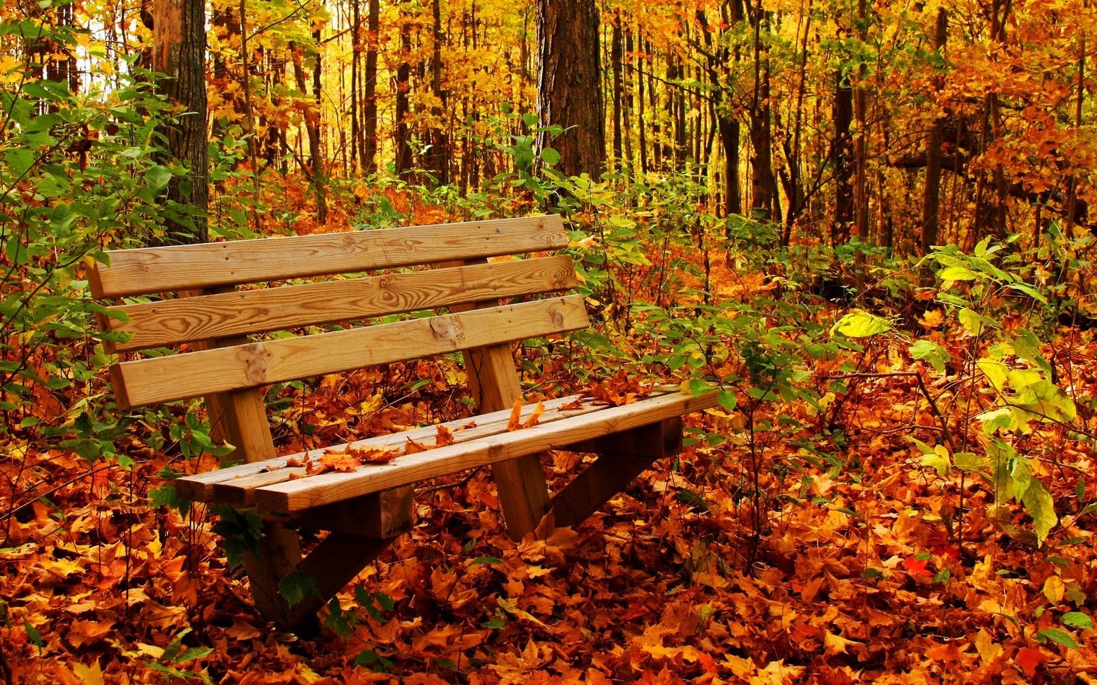 Beautiful autumn: bench in the autumn park