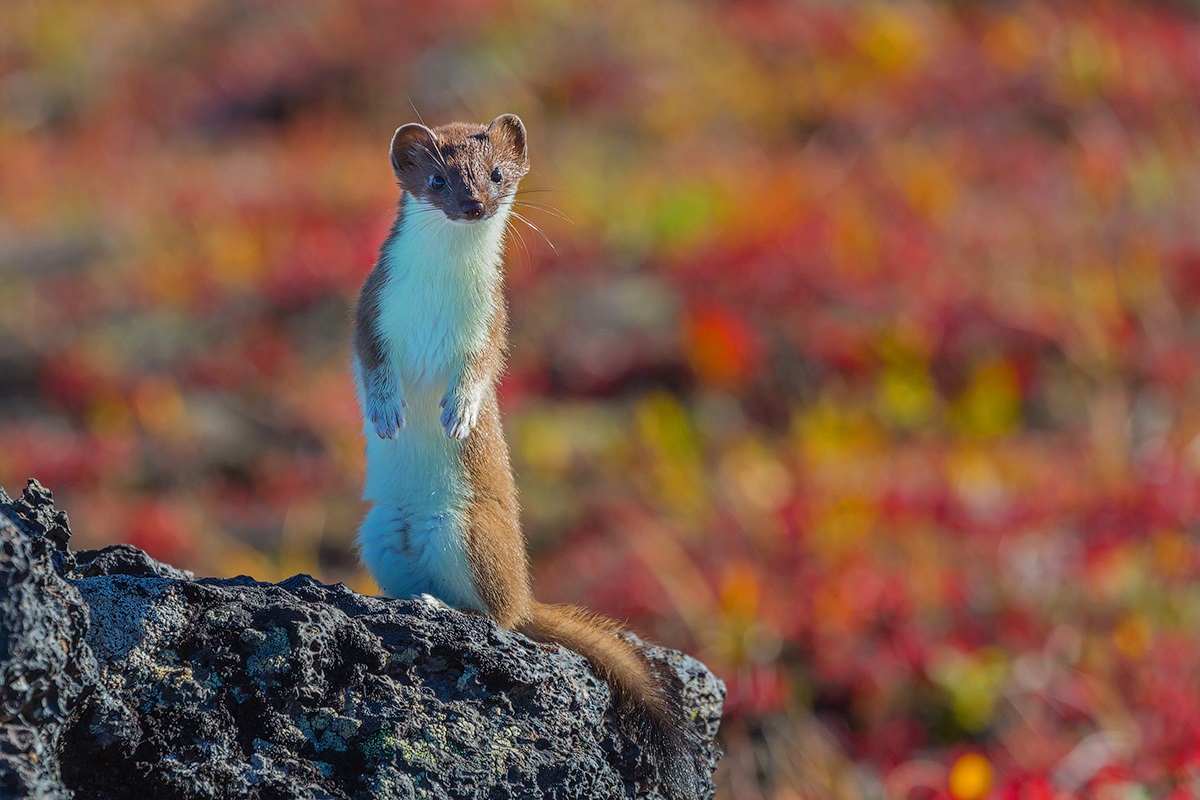 Klyuchevskoy Natural Park in Kamchatka: a curious ermine on a stone